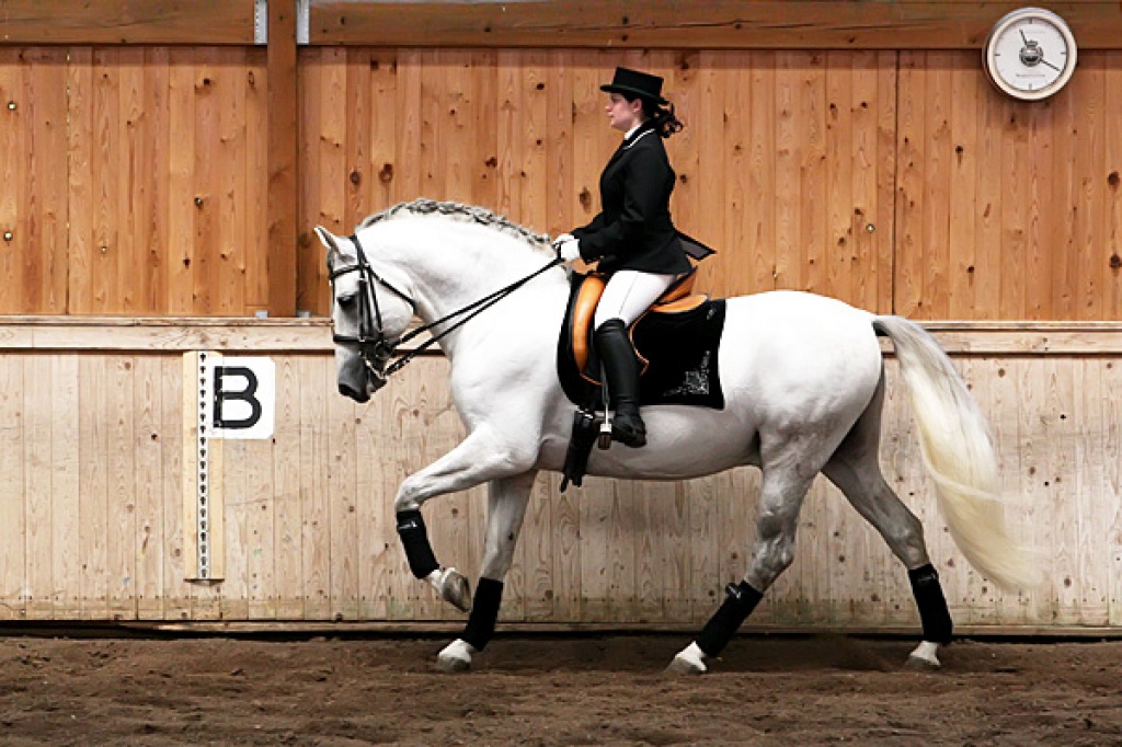 Barocker grosser gek. P.R.E. Deckhengst - Deckhengst - Erfurt