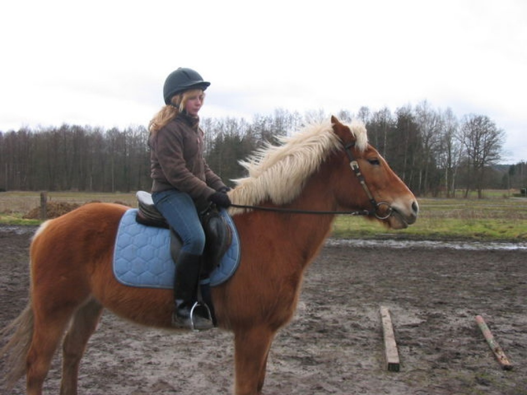 Reitbeteiligung gesucht!^^ - Reitbeteiligung - Melle