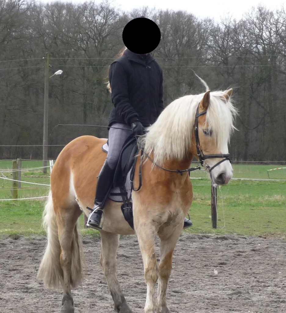 Suche RB für Haffi in Krefeld Hüls - Reitbeteiligung - Krefeld