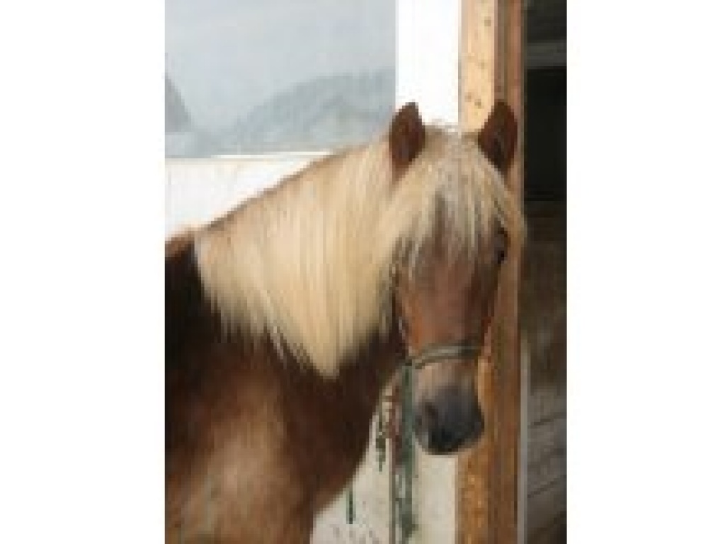 Schwarzwälder Fuchsstute, 2-jährig - Stute - Stegen