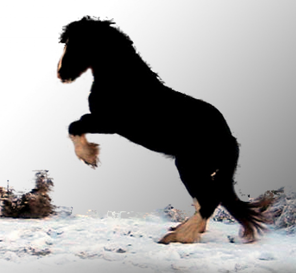 Gekörter Shire Horse Deckhengst - Deckhengst - Flieden