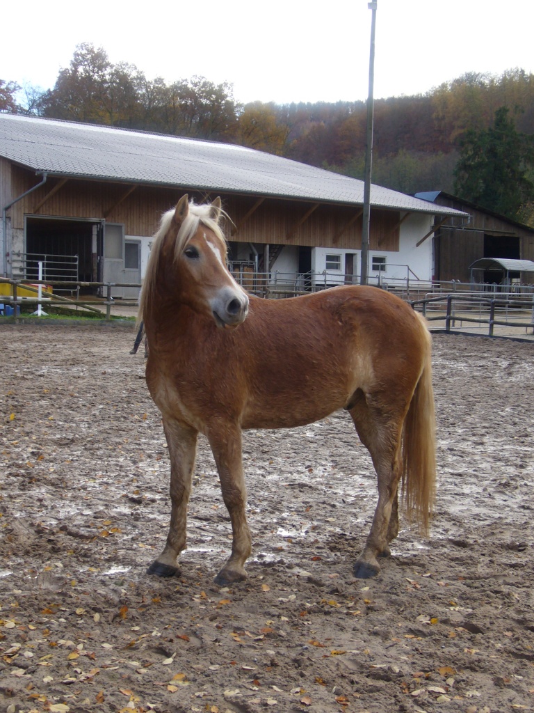 Reitbeteiligung Haflingerwallach 6jährig - Reitbeteiligung - Bessenbach