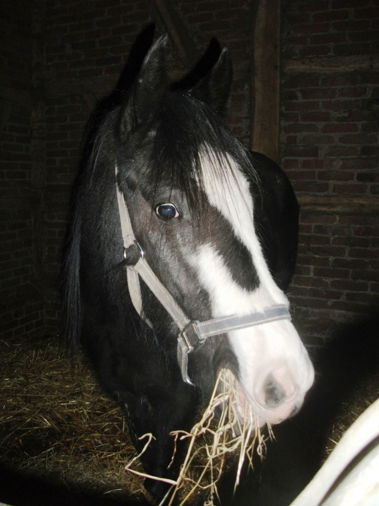 Biete Reitbeteiligung an lieben Wallach ,in 45896 Gelsenkirchen - Reitbeteiligung - Gelsenkirchen