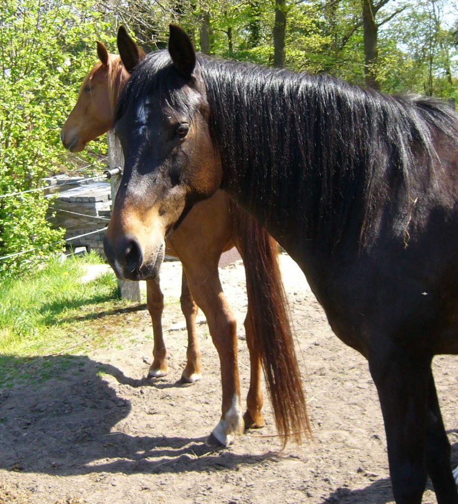 Biete kostenlose Rb - Reitbeteiligung - Itterbeck