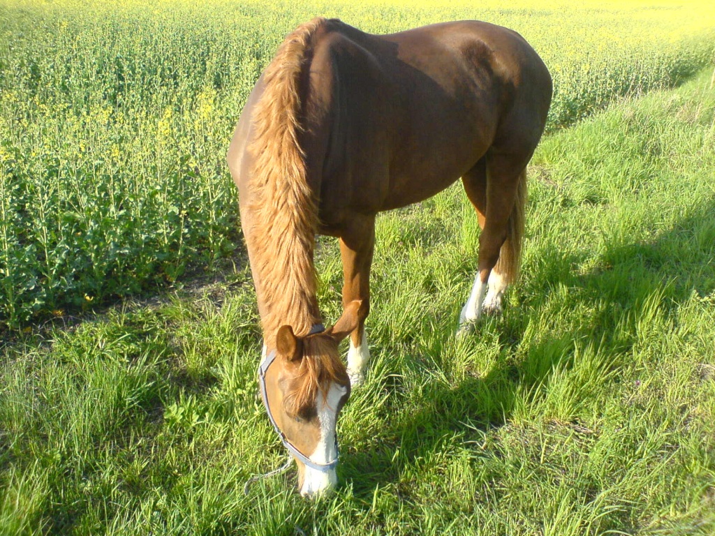 RB in SDL an 9jähriger Stute, Rist: 1,70m - Reitbeteiligung - Stendal