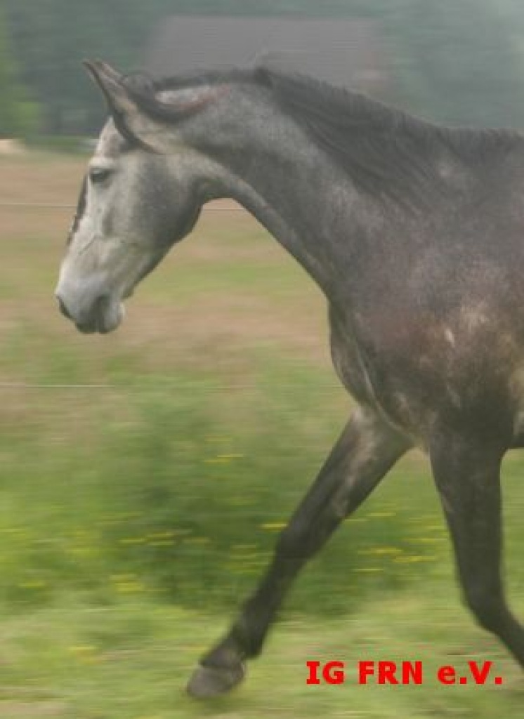 RB für Andalusier gesucht - Reitbeteiligung - Wachtendonk