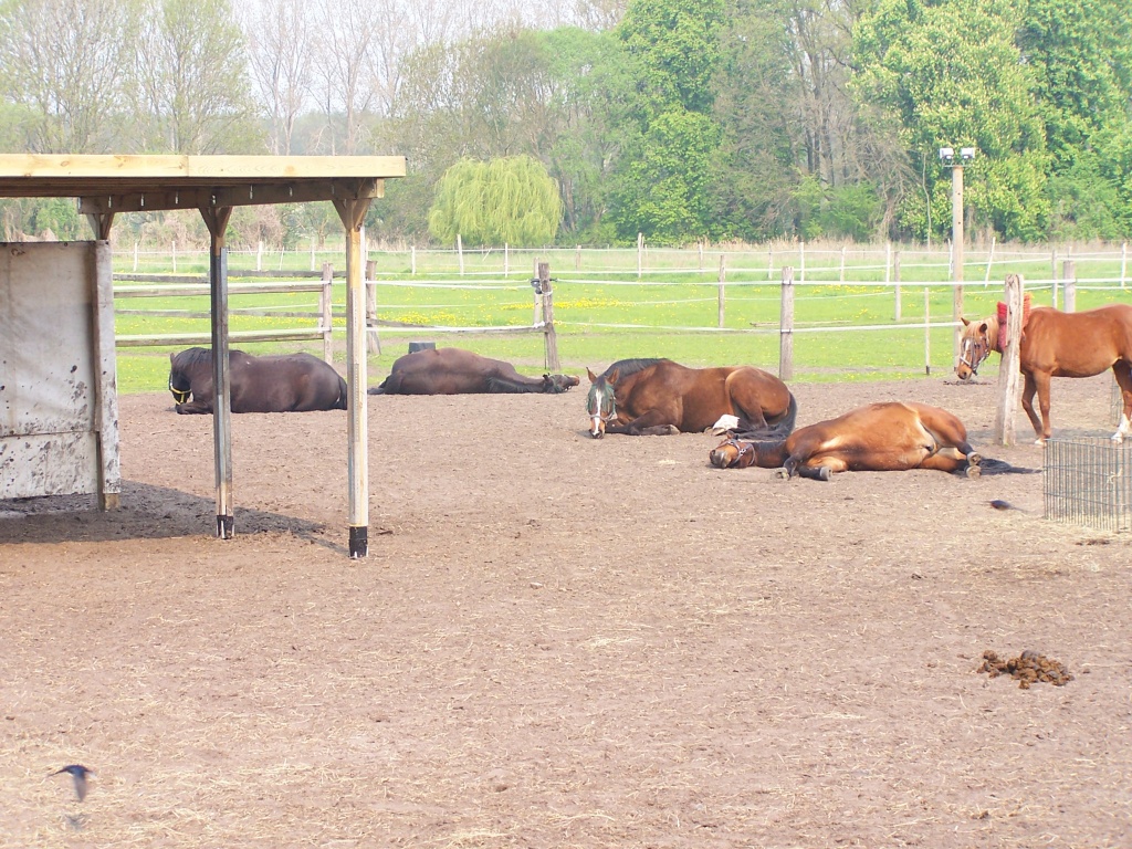 Schöne Boxen frei - Stallplatz - Ludwigsfelde