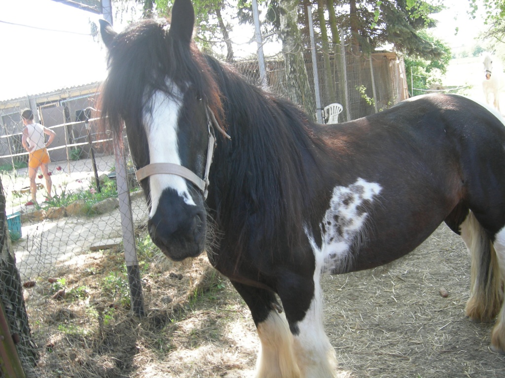Suche reitbeteiligung im raum karben bei hübscher tinker stute - Stute - Karben