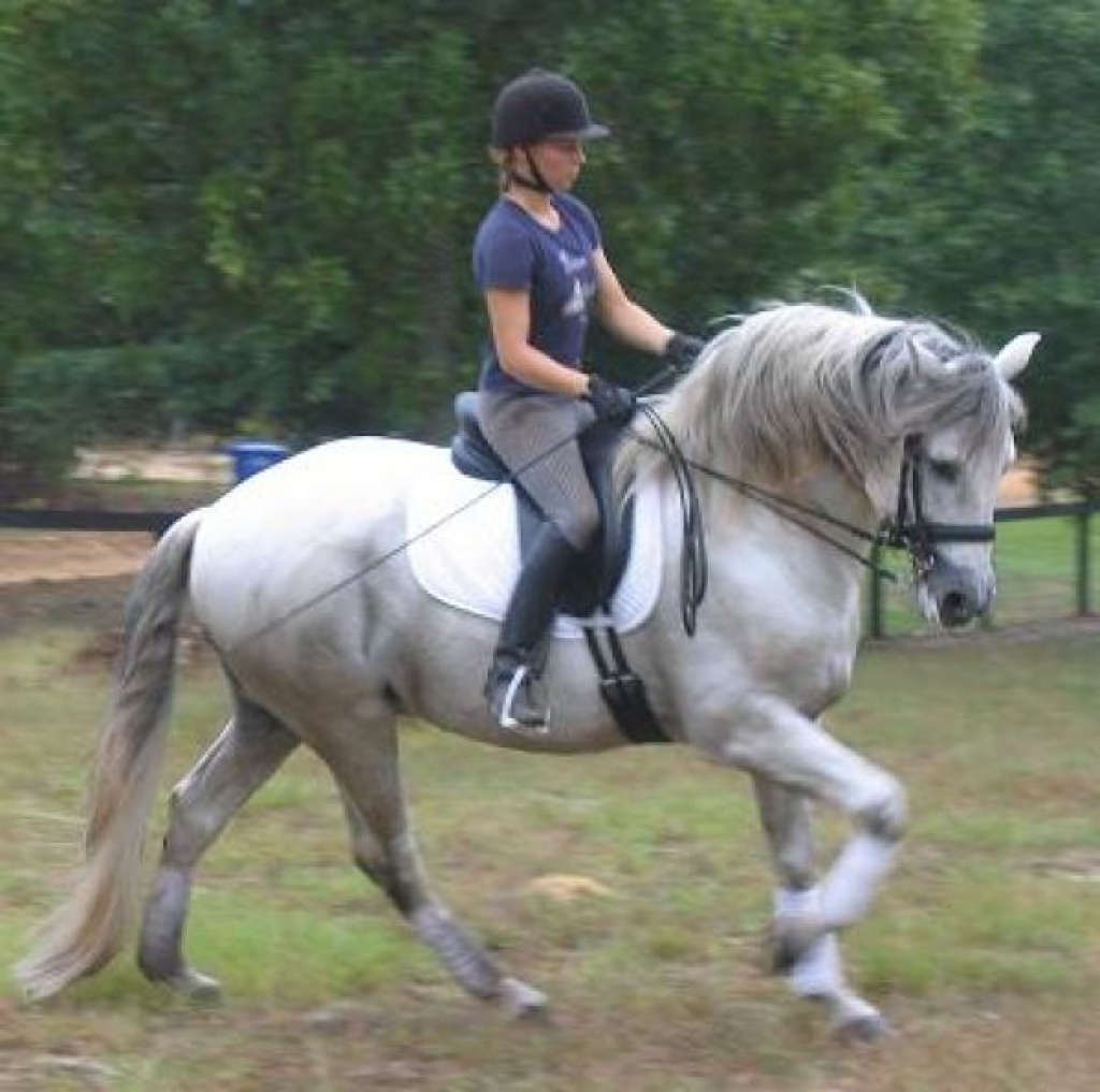 Trainer C bietet Beritt und Reitunterricht in Albstadt - Reitbeteiligung - Albstadt