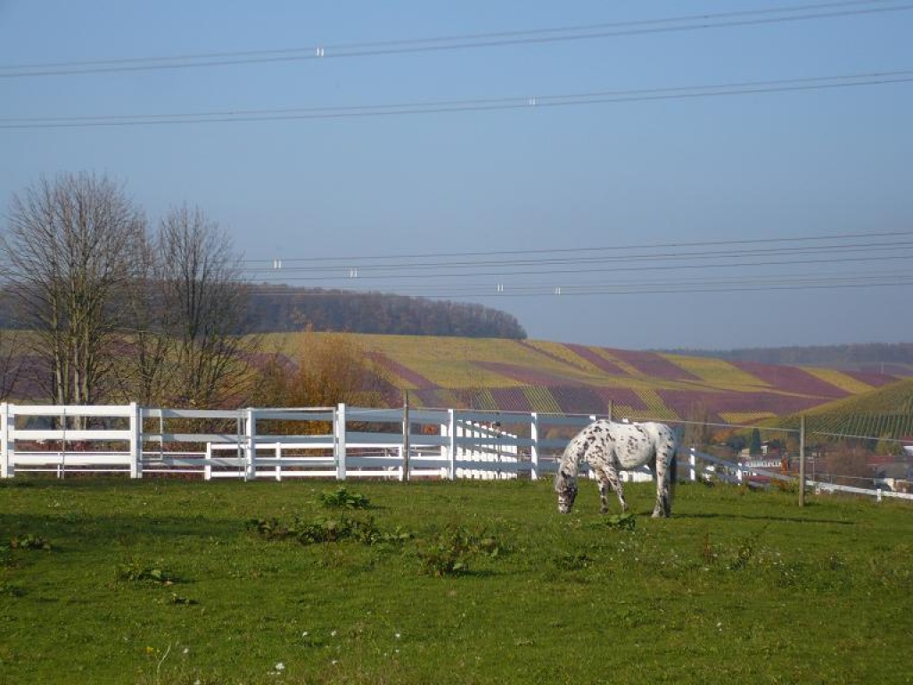 Biete Reitbeteiligung - Reitbeteiligung - Brackenheim