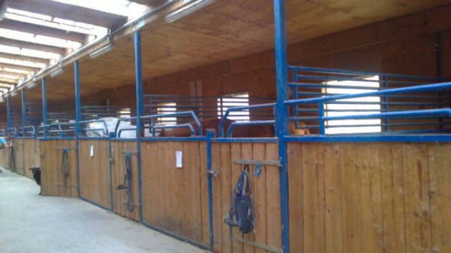 Innen u- Aussenboxen zu vermieten im Reitsport- Verein Leimen 1976 e.V. - Boxenvermietung - Leimen