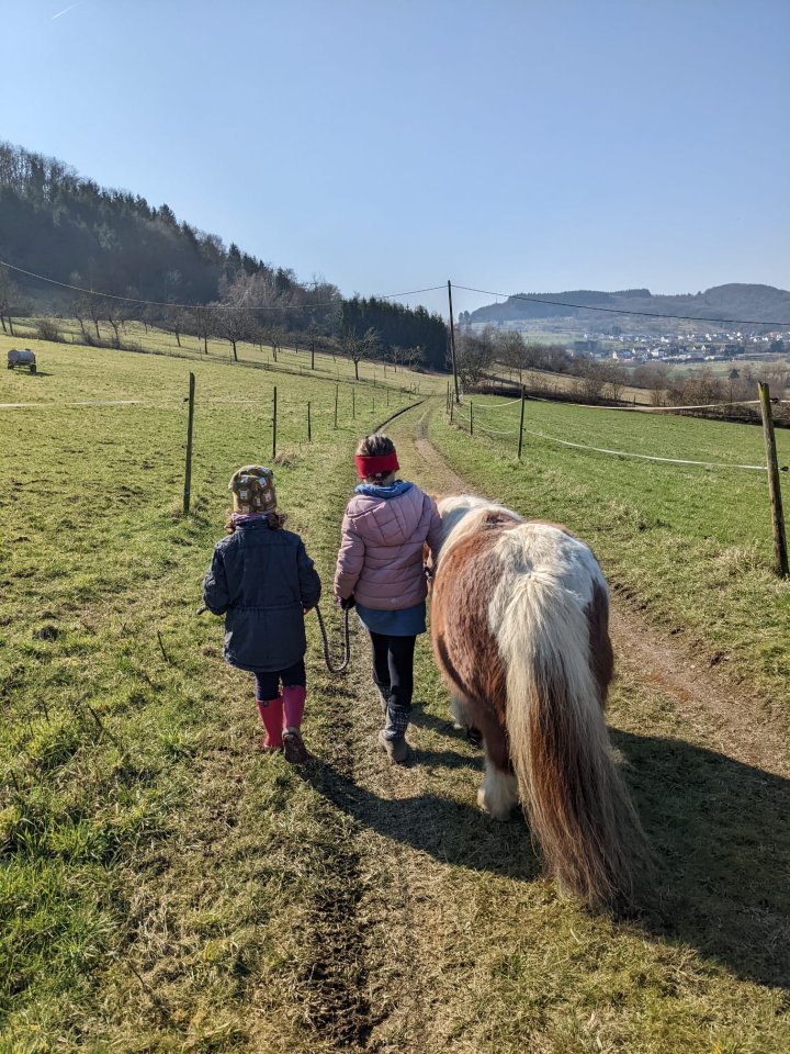 Spaziergänge mit Shettys - Ponys - Ayl