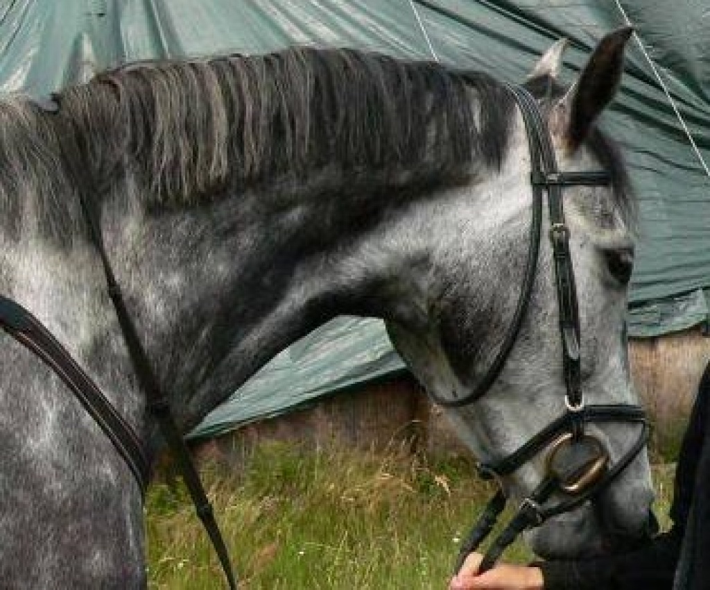 Biete RB in Klein Krotzenburg - Reitbeteiligung - Hanau