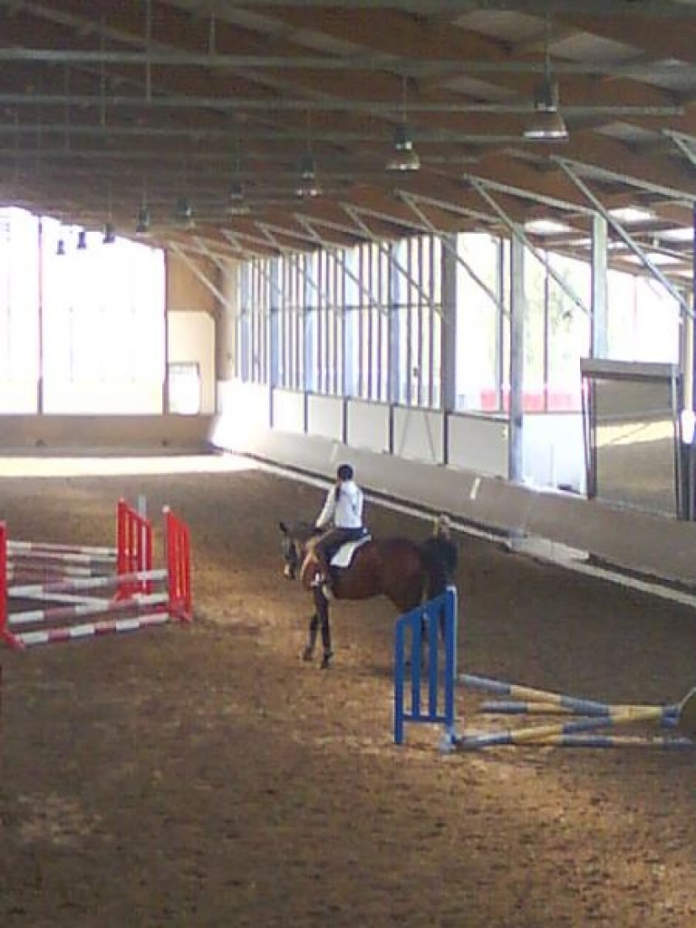 Suche RB im Düsseldorfer Süden (monheim,Lgf, Hilden etc.) - Reitbeteiligung - Düsseldorf