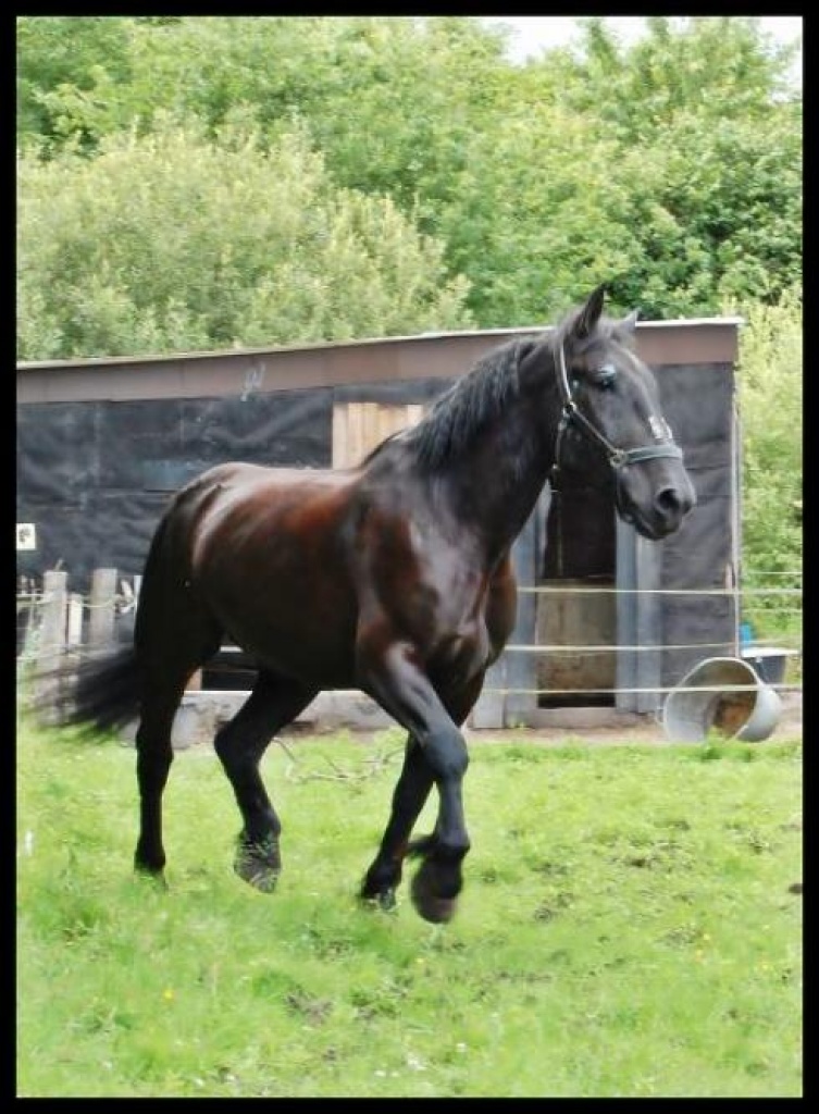 Reitbeteiligung (2x/Woche) auf lieben Kaltblüter in Do-Mengede - Reitbeteiligung - Dortmund