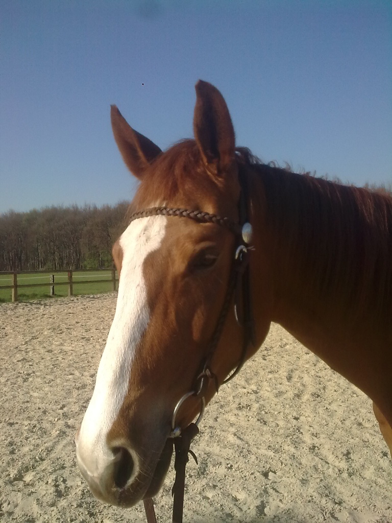 RB an Warmblutstute - Reitbeteiligung - Bottrop