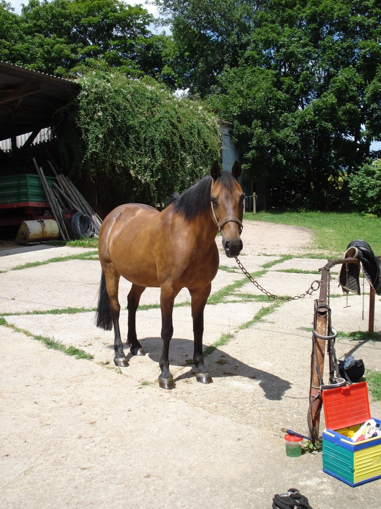 Biete Reitbeteiligung an lieber Stute im Raum 55270/55218!! - Reitbeteiligung - Engelstadt