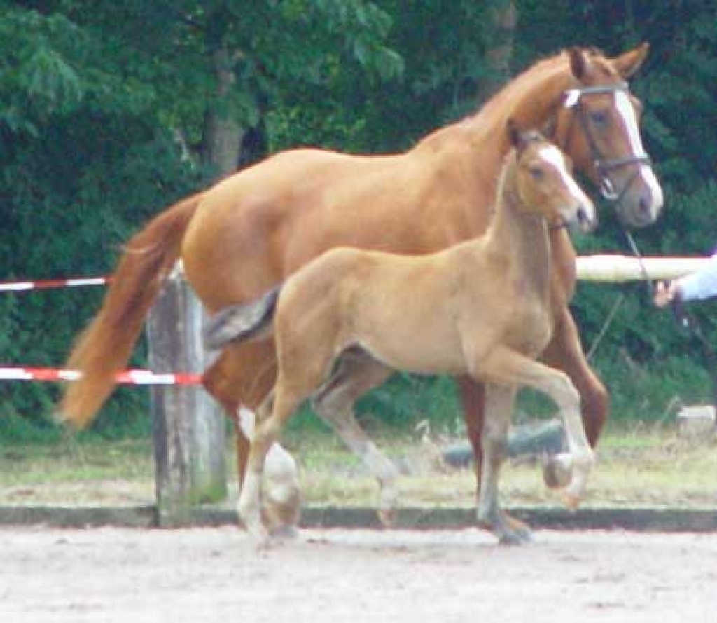 Hannoveraner Hengstfohlen Flavour von Farwell III - Fohlen - Burgdorf