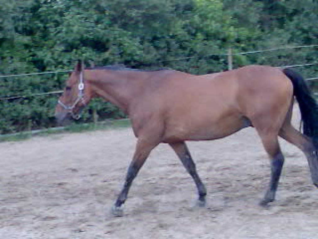 Biete RB auf bravem ehrgeizigen Wallach - Reitbeteiligung - Groß Rohrheim