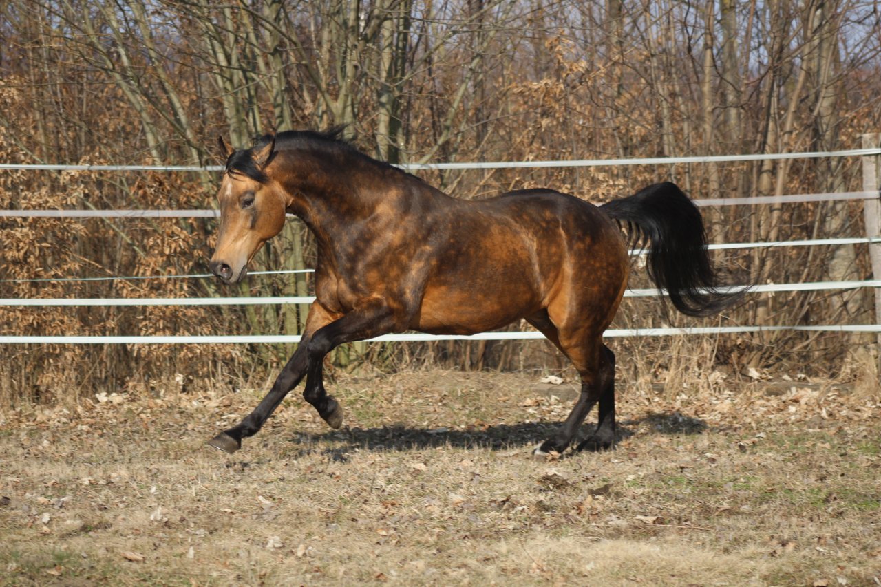 AQHA Reining Quarter Horse Hengst - Deckhengst - Pöttsching