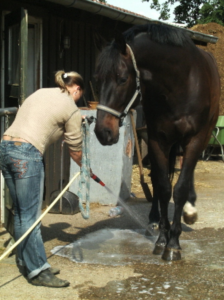 Biete RB in Wesel-Obrighoven an Dressurnachwuchs - Reitbeteiligung - Hünxe