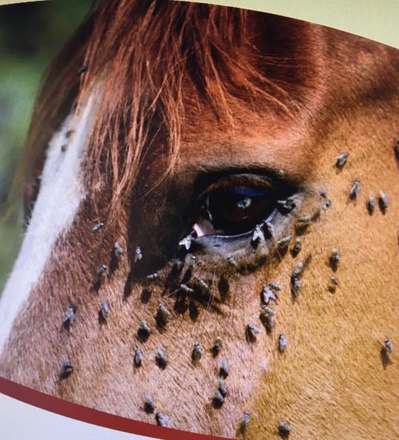 Natürliches Insektenspray-Pferde-Insekten Stop Insektenschutz-Spray - Pferdezubehoer - Selm - 59379 (Nordrhein-Westfalen)
