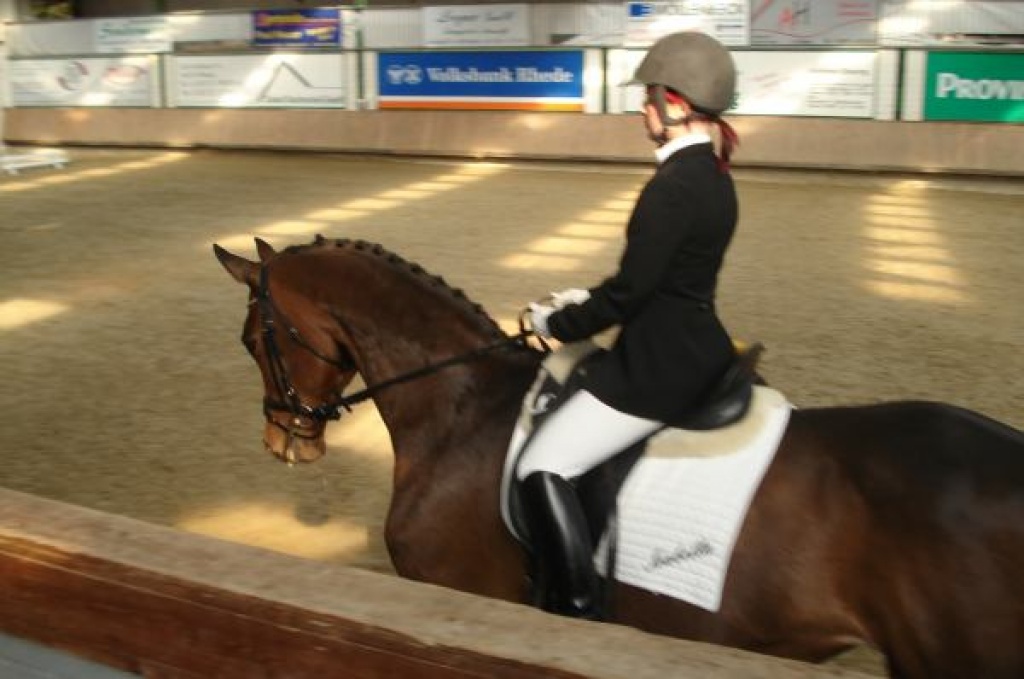 Suche Reitbeteiligung in 46397 u. nähere Umgebung - Reitbeteiligung - Bocholt