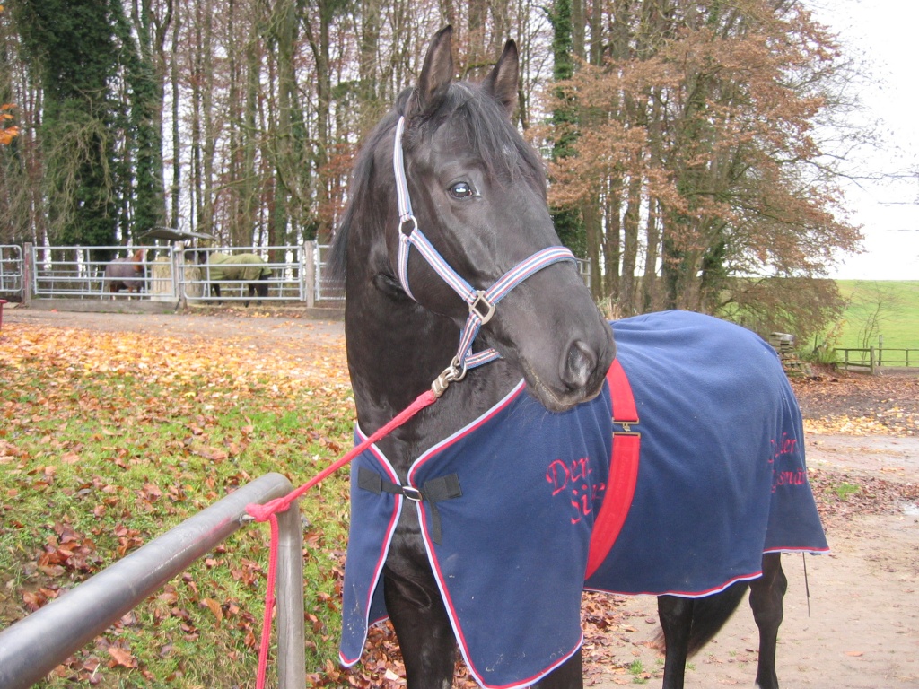 Biete Reitbeteiligung auf Jungpferd in Lörrach - Reitbeteiligung - Lörrach