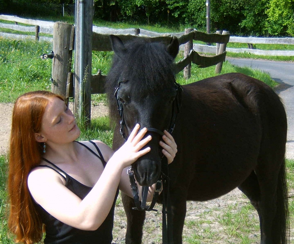 Kinderpony, Shetty, einfahren/ einreiten - Ponys - Laubach