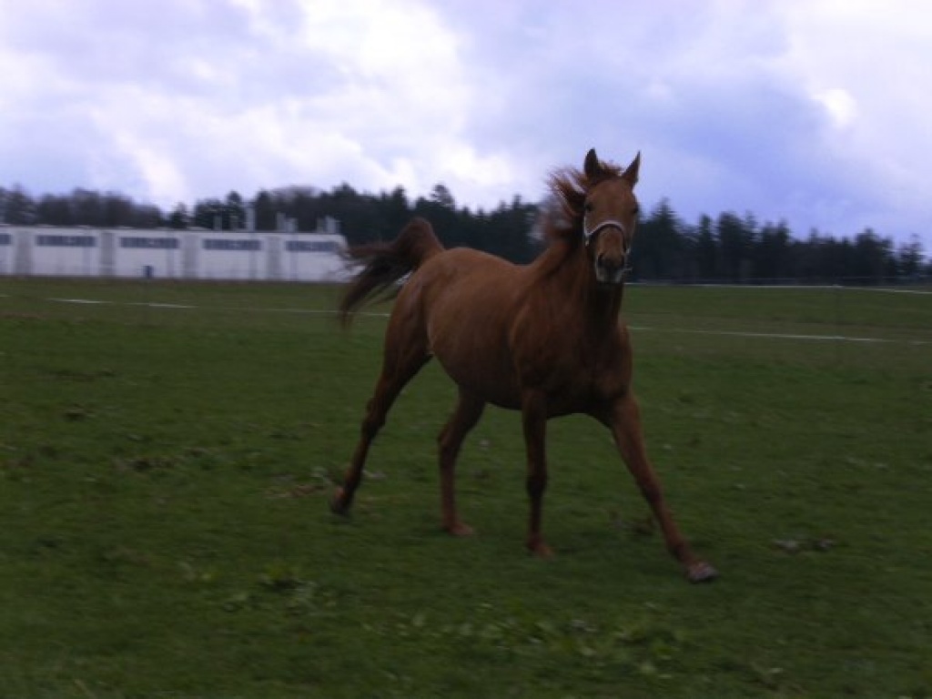 !!!Reitbeteiligung an 5-jährige engl. Vollblutstute zu vergeben!!! - Reitbeteiligung - Waldbrunn