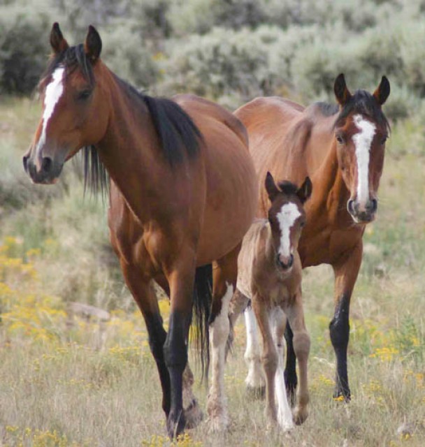 Ich suche ein pferd zum reiten - Reitbeteiligung - landau