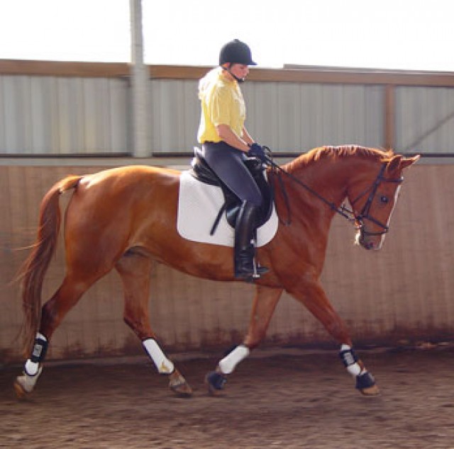 Hannoveraner Zuchtstute von Spartan - Stute - Burgdorf