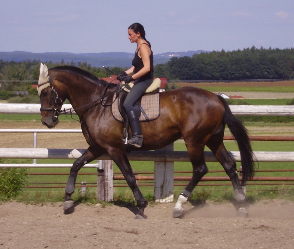 Möchte denn niemand reiten? - Reitbeteiligung - Stendal