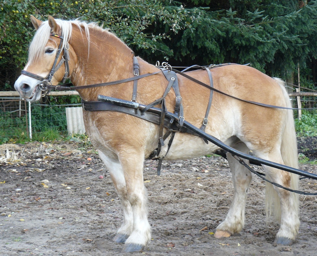 Westfalenwallach 8 Jahre geritten und gefahren - Ponys - Gnarrenburg