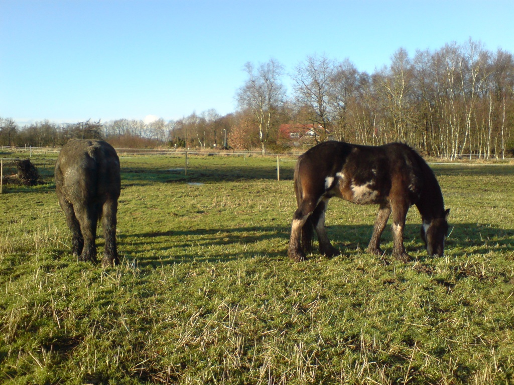 Biete Reitbeteiligung/Pflegepferd *Shire Horse & Belgier* - Reitbeteiligung - Wiesmoor