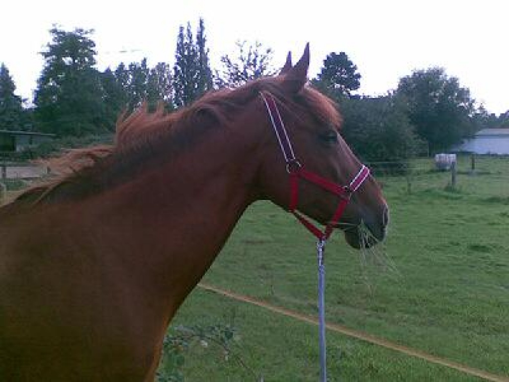 Reitbeteiligung gesucht! - Reitbeteiligung - Mülheim an der Ruhr