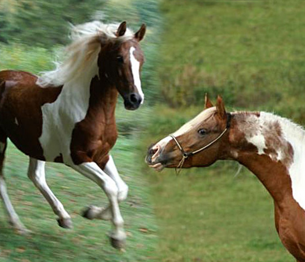 Pinto-Araber Nawar - Deckhengst - Bad Driburg