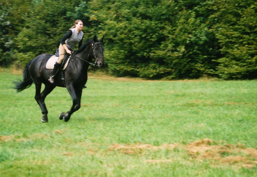 BIETE RB AN HOLSTEINER WALLACH IN DÜSSELDORF - Reitbeteiligung - Düsseldorf