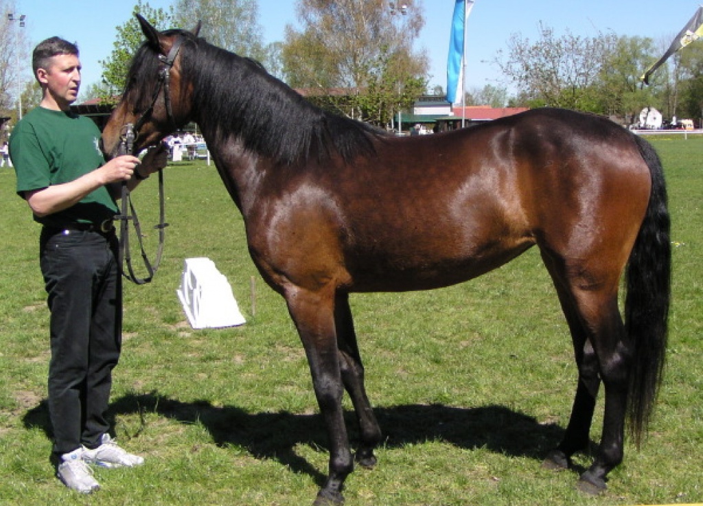 Reitbeteiligung in Ismaning nordöstl. von München - Reitbeteiligung - Ismaning