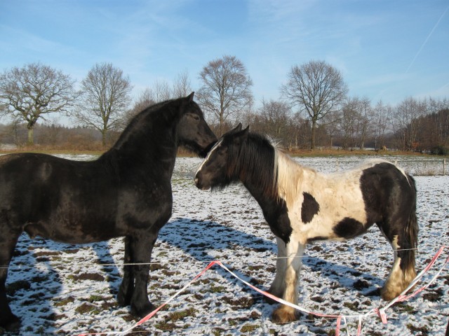 Irish Cob Hengst, 2 Jahre - Hengst - Eckernförde