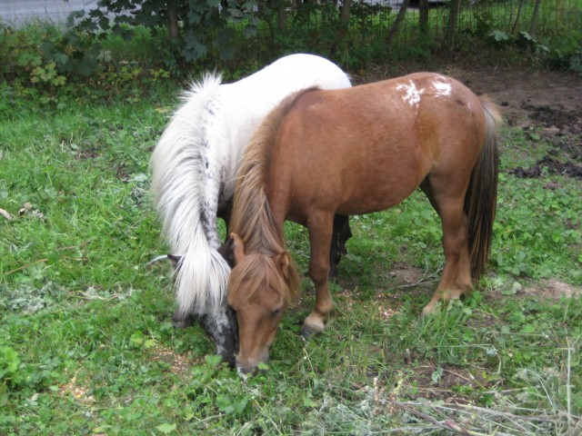 2 sehr schonen Mini Appaloosa  s ,hengsten ,suchen ein ues zu Hause. - Ponys - Merkelbeek