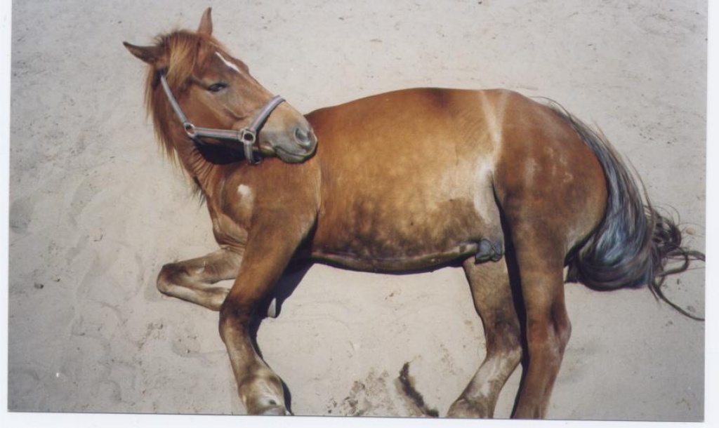 Suche mein ehemaliges Pony MARQUIS - Ponys - Unna