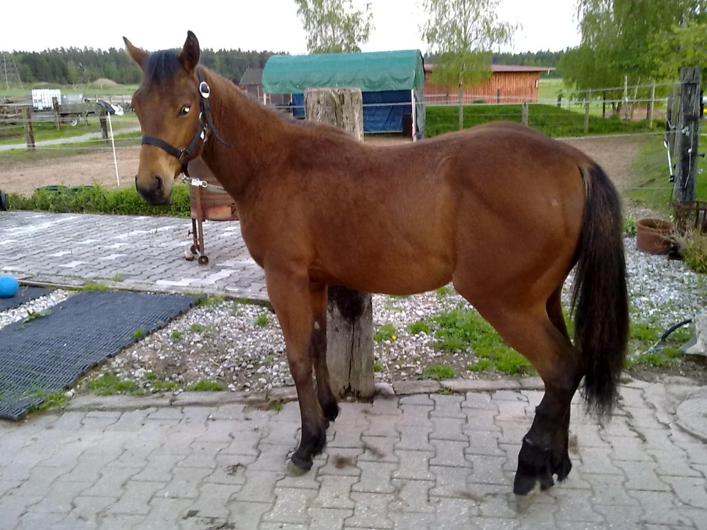 Verkaufe Quarter Pony Stute - Fohlen - Maxhütte Haidhof