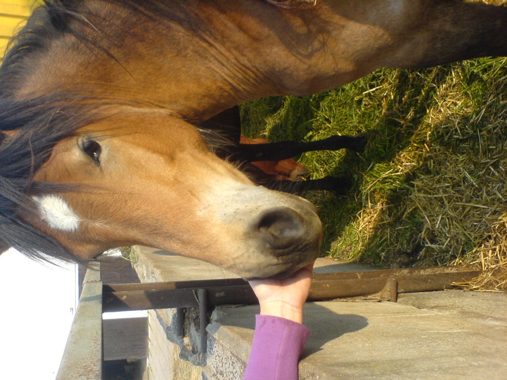 Haflinger- Reitpony Stute zu verkaufen! - Stute - Mühlberg