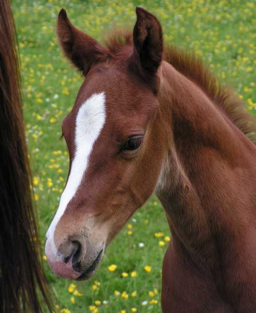 Quarter Horses aus alten klassischen Foundation Linien - Fohlen - Elsenfeld