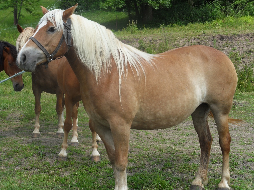 Fanny, erfahrene 11 jährige Haflingerstute - Stute - Gompertshausen
