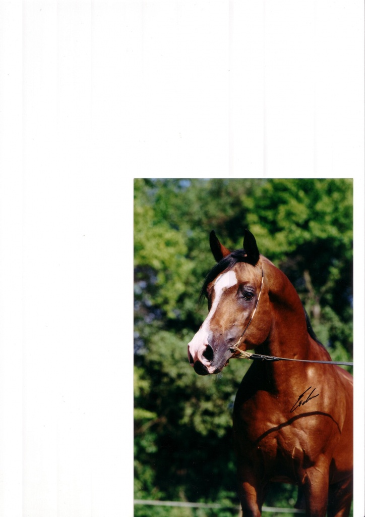 Kastanienbrauner Deckhengst - Deckhengst - Hungen