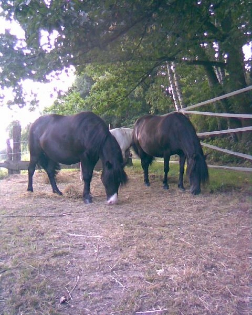 Pony mit Charme - Ponys - Lengede