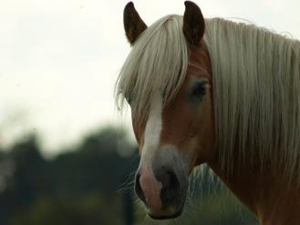 Biete Reitbeteiligung auf lieben Haflingerwallach - Reitbeteiligung - 53757