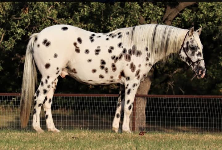 Speedex ist ein 10 Jahre alter Appaloosa wallach. - Grosspferde - Hannover